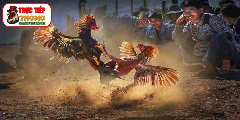 Bí Quyết Chọn Gà Đá Thomo Bách Chiến Bách Thắng