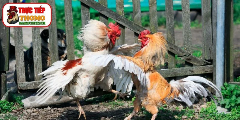 Kinh Nghiệm Xem Kèo Cựa Sắt Đá Gà Thomo Chính Xác Nhất