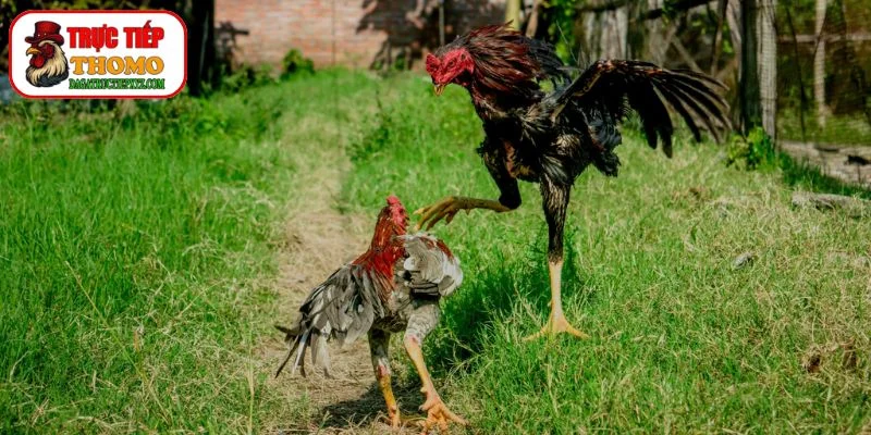 Kỹ Thuật Đá Gà Thomo: Cách Huấn Luyện Và Chăm Sóc Chiến Kê