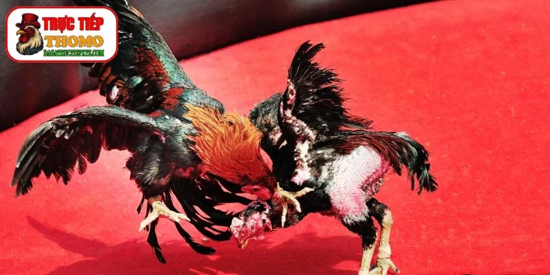 Luật Chơi Đá Gà Thomo Mới Nhất: Những Điều Cần Biết