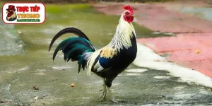 cách chọn cựa gà tốt