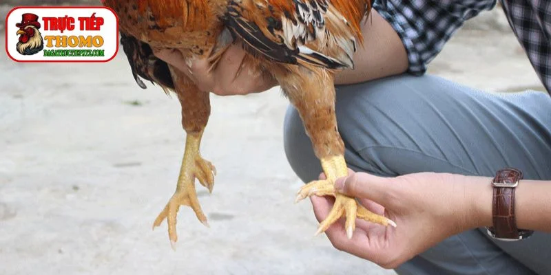 Các Loại Cựa Gà Phổ Biến