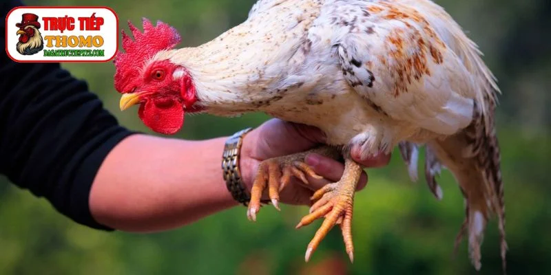 cách chọn cựa gà tốt