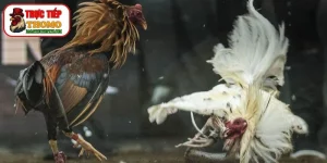 Đá gà cựa tròn