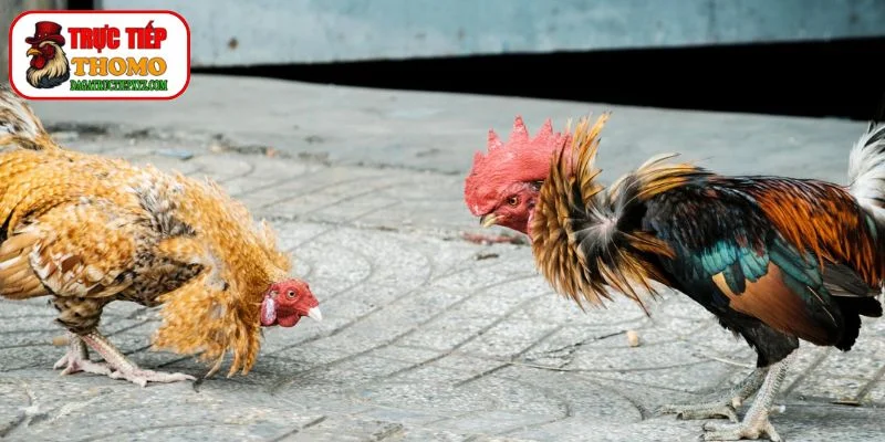 Bí quyết "luôn thắng" trong đá gà mạng 4 Chiến thuật và kinh nghiệm chơi đá gà mạng