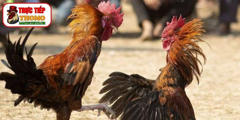 Những đặc điểm nhận biết gà chiến đỉnh cao 3 nhận biết qua cựa gà