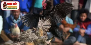 Ý Nghĩa Màu Mạng Gà Đá Trong Văn Hóa Dân Gian