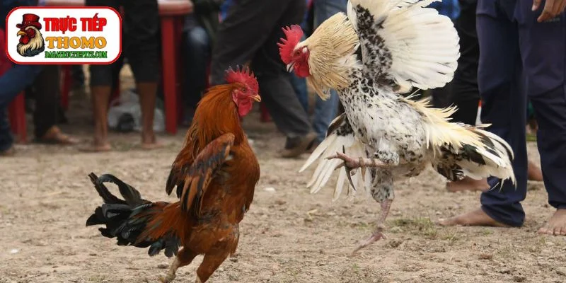 Ý Nghĩa Màu Mạng Gà Đá Trong Văn Hóa Dân Gian