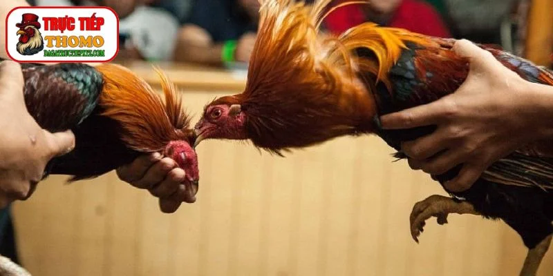 Màu Mạng Gà Đá Và Lối Đá