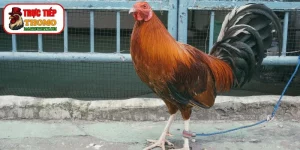 Cách Nuôi Gà Đá Bo Lớn
