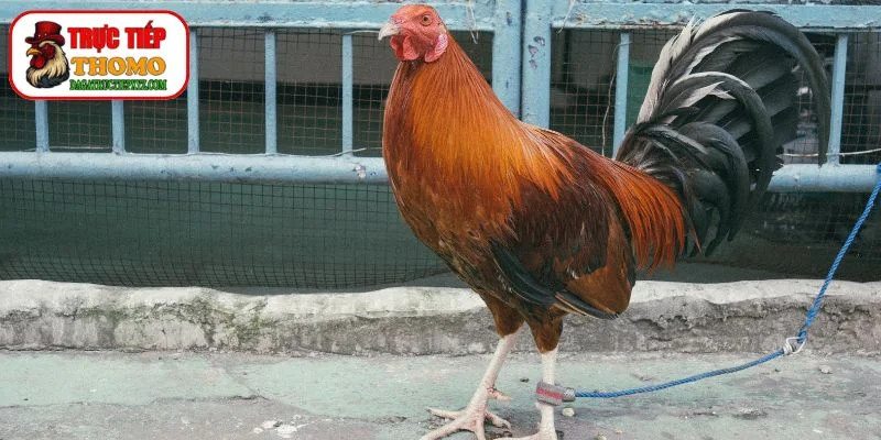 Cách Nuôi Gà Đá Bo Lớn
