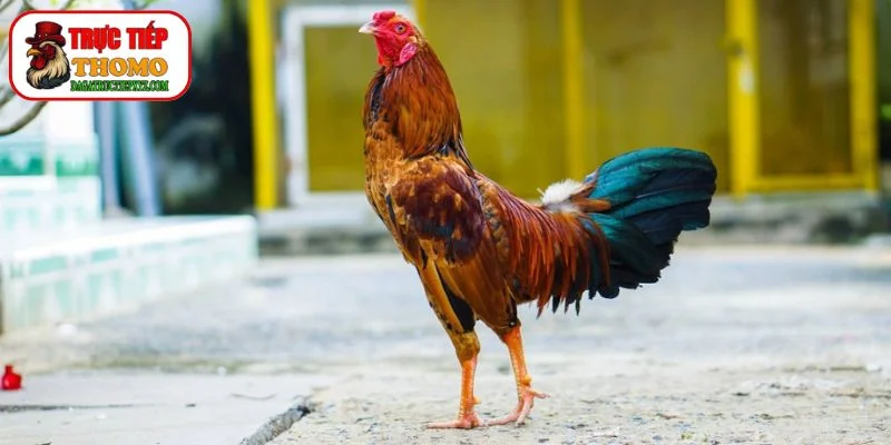 Chọn Giống Gà Đá Có Tiềm Năng Bo Lớn