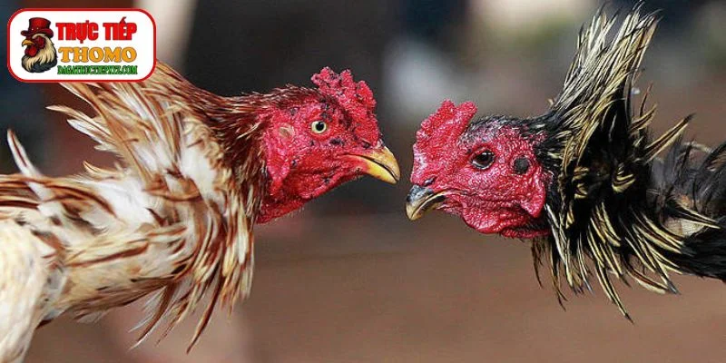 Chăm Sóc Sức Khỏe Cho Gà Đá