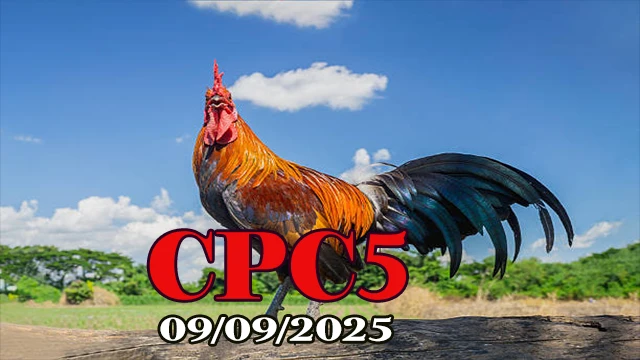 Phát Lại Đá Gà Trực Tiếp C5 Hôm Nay 09/09/2025