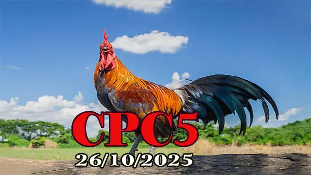 Clip phát lại đá gà trực tiếp C5 hôm nay 26/10/202