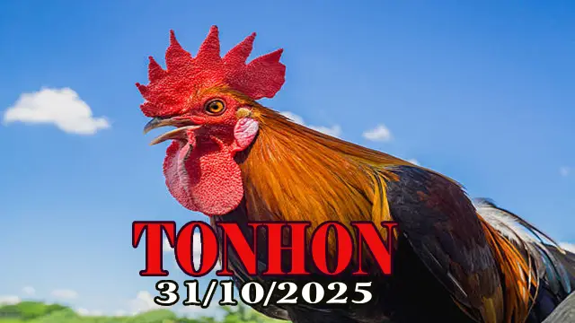 Clip phát lại đá gà trực tiếp Tonhon hôm nay 31/10/2025