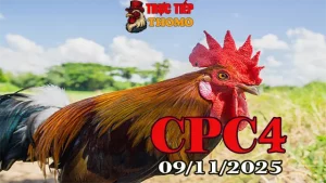 Xem Phát Lại Đá Gà Tonhon CPC4 Hôm Nay 09/11/2025 Cực Nét