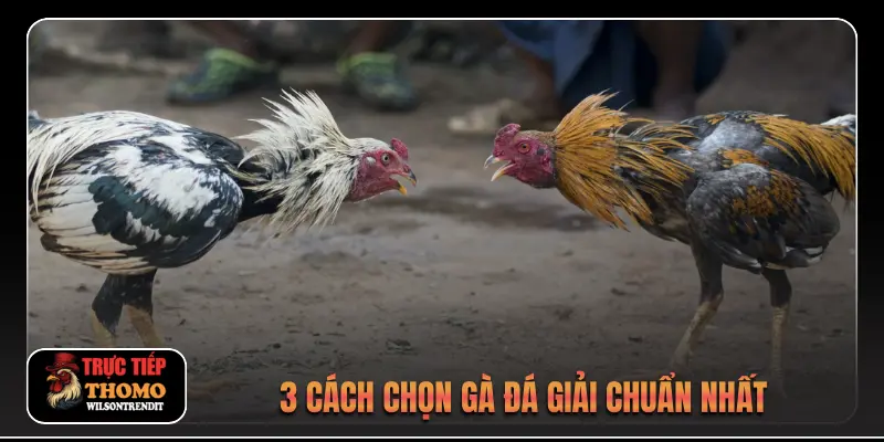 Gà Đá Giải Là Gì 2 3 cách chọn gà đá giải chuẩn nhất