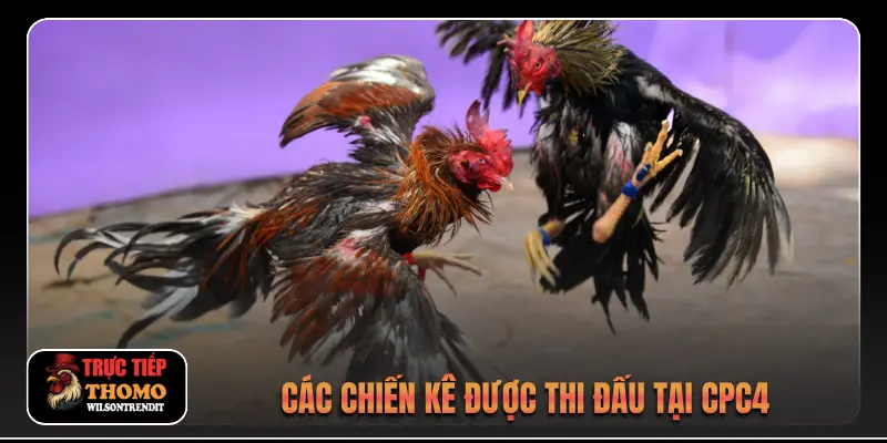 Đá Gà Trực Tiếp C4 3 Các chiến kê được thi đấu tại CPC4