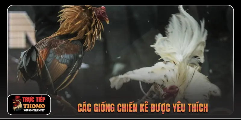 Đá Gà Xà Xía 2 Các giống chiến kê được yêu thích