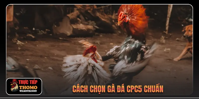 Đá Gà Trực Tiếp C5 2 Cách chọn gà đá CPC5 chuẩn