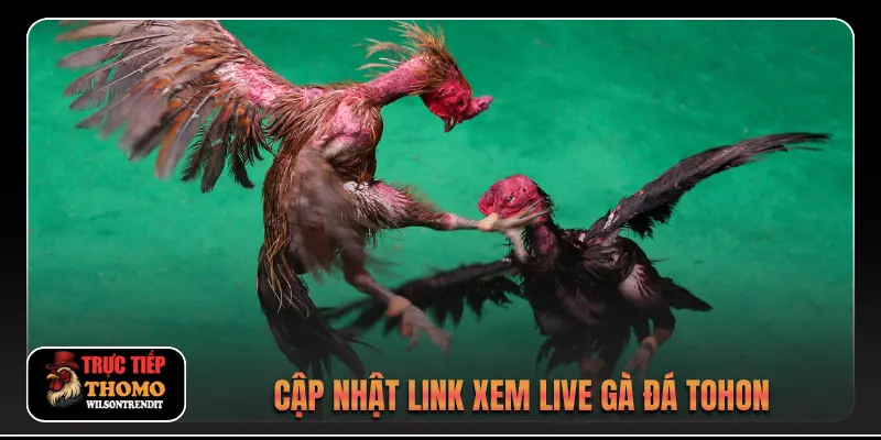 Đá Gà Tonhon 2 Cập nhật link xem live gà đá Tohon