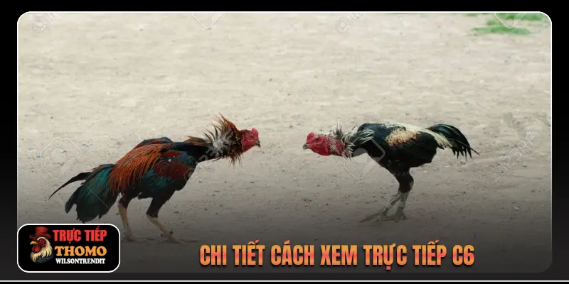 Đá Gà Trực Tiếp C6 2 Chi tiết cách xem trực tiếp C6