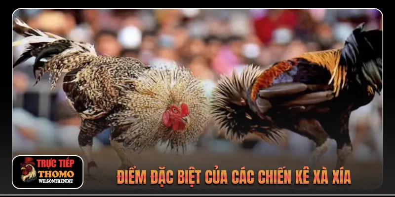 Đá Gà Xà Xía 3 Điểm đặc biệt của các chiến kê xà xía