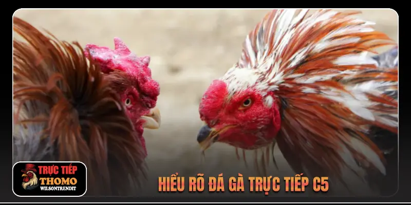 Đá Gà Trực Tiếp C5 1 Hiểu rõ đá gà trực tiếp c5