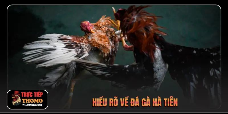 Đá gà Hà Tiên 1 Hiểu rõ về đá gà Hà Tiên