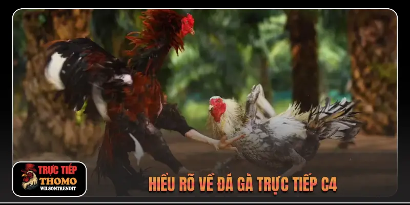Đá Gà Trực Tiếp C4 1 Hiểu rõ về đá gà trực tiếp c4