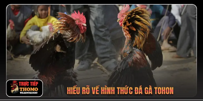 Đá Gà Tonhon 1 Hiểu rõ về hình thức đá gà Tohon