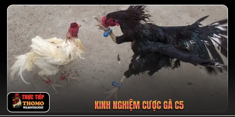 Đá Gà Trực Tiếp C5 3 Kinh nghiệm cược gà C5