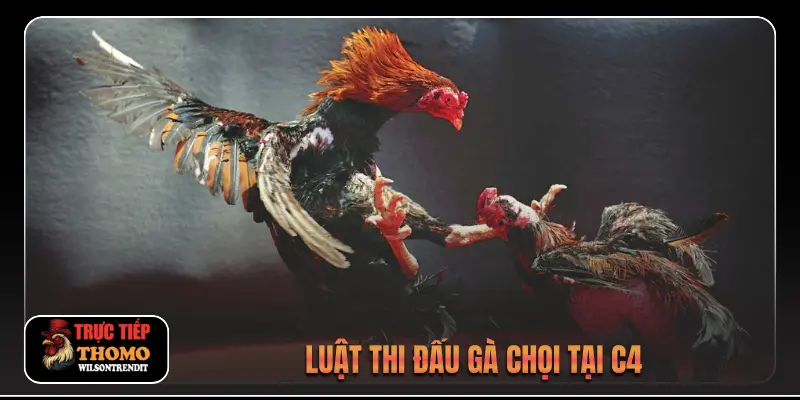 Đá Gà Trực Tiếp C4 2 Luật thi đấu gà chọi tại C4
