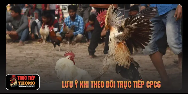 Đá Gà Trực Tiếp C6 3 Lưu ý khi theo dõi trực tiếp CPC6