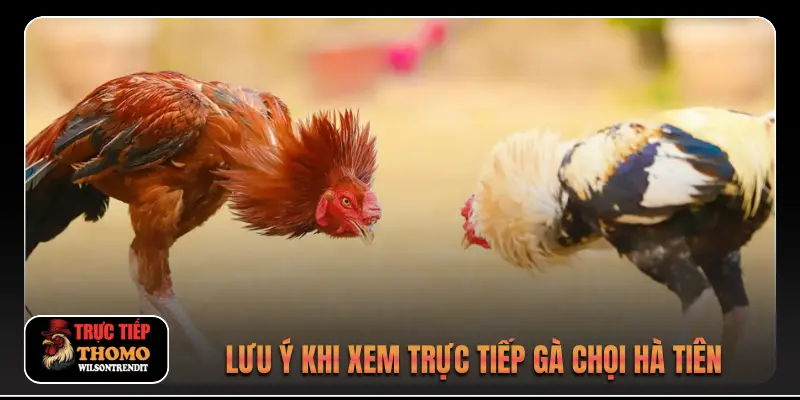 Đá gà Hà Tiên 3 Lưu ý khi xem trực tiếp gà chọi Hà Tiên