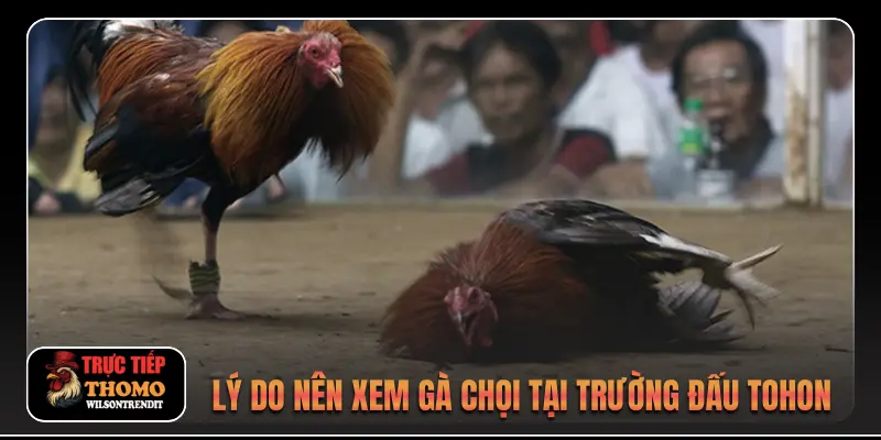 Đá Gà Tonhon 3 Lý do nên xem gà chọi tại trường đấu Tohon