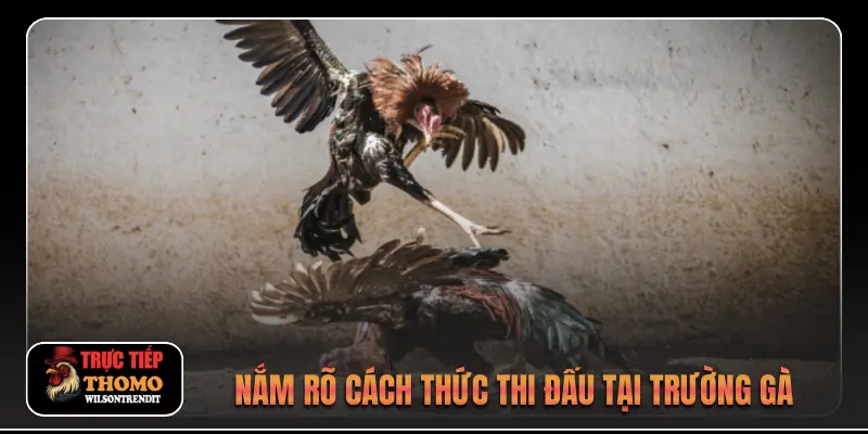 Đá gà Hà Tiên 2 Nắm rõ cách thức thi đấu tại trường gà