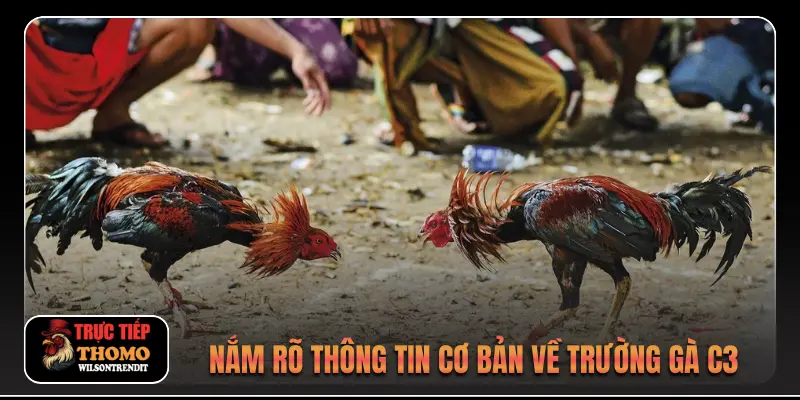 Đá Gà Trực Tiếp C3 1 Nắm rõ thông tin cơ bản về trường gà C3