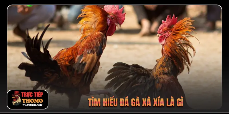 Đá Gà Xà Xía 1 Tìm hiểu đá gà xà xía là gì