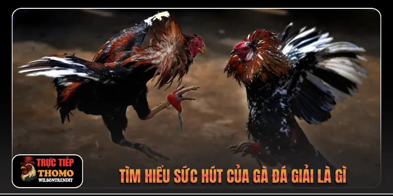 Gà Đá Giải Là Gì 3 Tìm hiểu sức hút của gà đá giải là gì