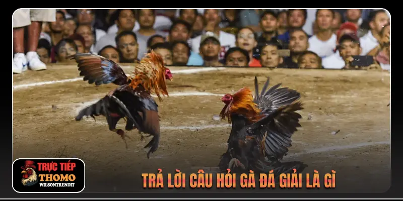 Gà Đá Giải Là Gì 1 Trả lời câu hỏi gà đá giải là gì