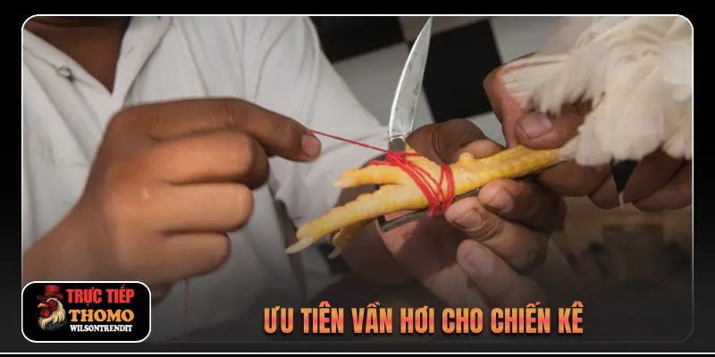 Đá Gà Trực Tiếp C3 3 Ưu tiên vần hơi cho chiến kê