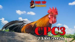 Trực Tiếp Đá Gà CPC3 23012026 – Video Chuẩn Thomo