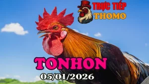 Video Xem Lại Đá Gà Tonhon 05012026