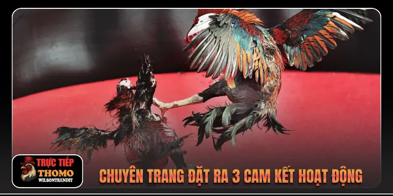 Giới thiệu 2 Chuyên trang đặt ra 3 cam kết hoạt động