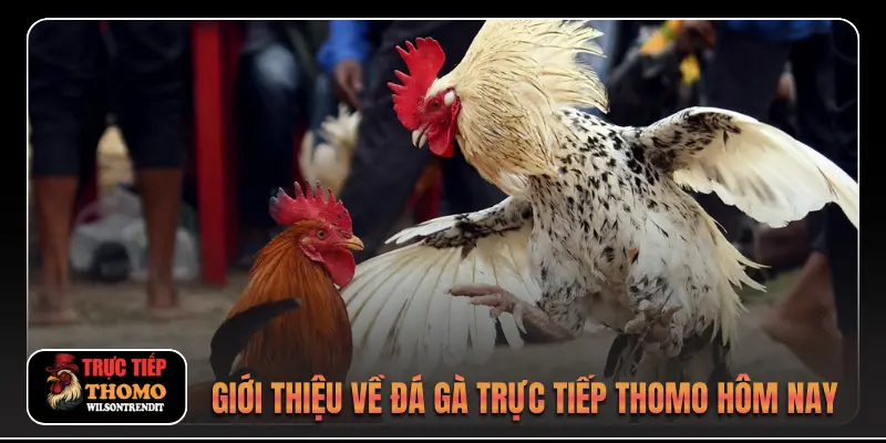 Giới thiệu 1 Giới thiệu về Đá gà trực tiếp Thomo hôm nay
