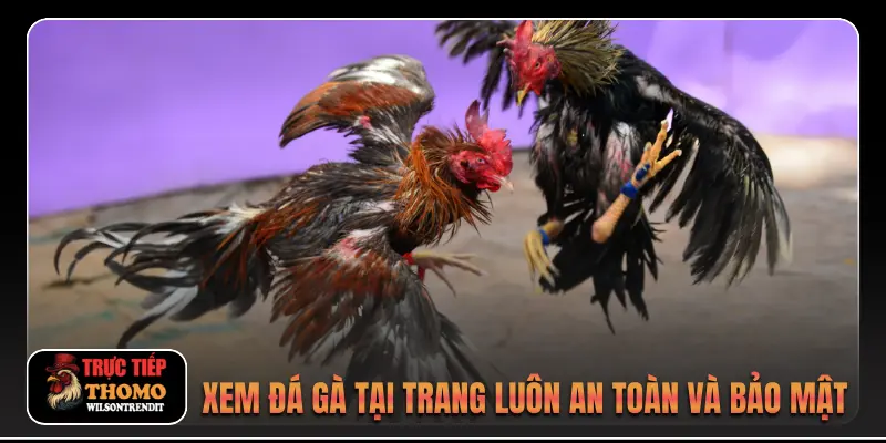 Giới thiệu 3 Xem đá gà tại trang luôn an toàn và bảo mật