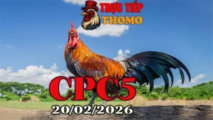 Tổng hợp Clip đá gà trực tiếp CPC5 ngày 20022026 mới nhất