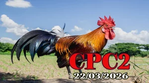 Clip video đá gà trực tiếp CPC2 ngày 22032026